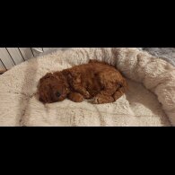 Toy Poodle - Bitches