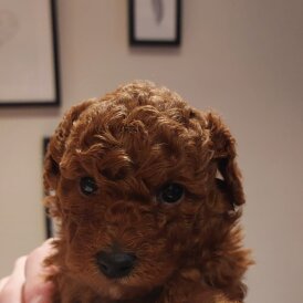 Toy Poodle - Bitches