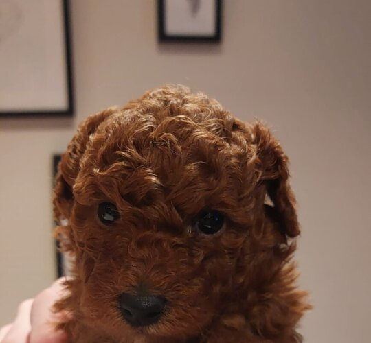 Toy Poodle