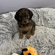 Cavapoo - Both