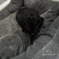 Cavapoo - Both