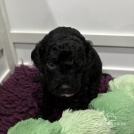 Cavapoo - Both