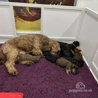 Cavapoo - Both