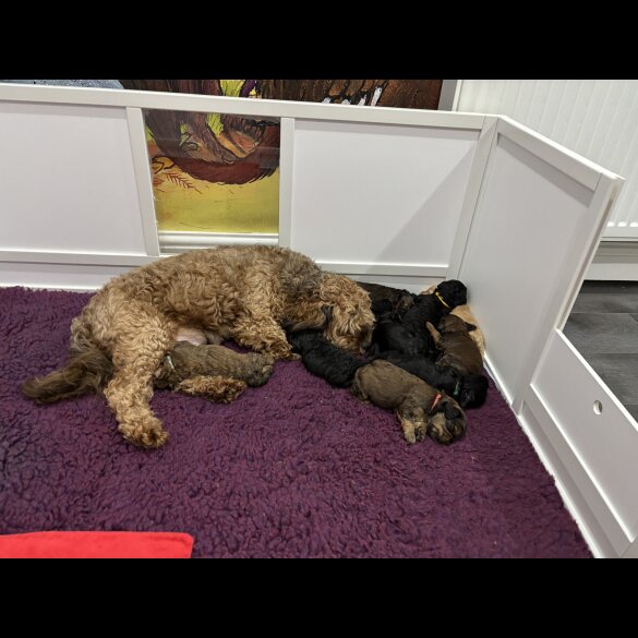 Cavapoo - Both