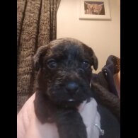 Patterdale Terrier - Both