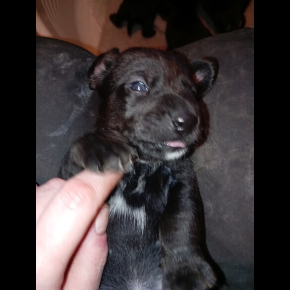 Patterdale Terrier - Both