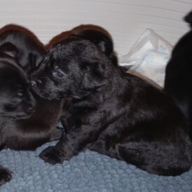 Patterdale Terrier - Both