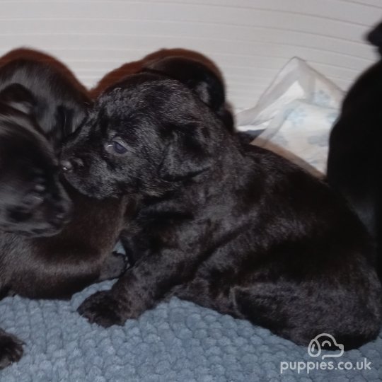 Patterdale Terrier - Both