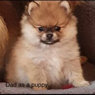 Pomeranian - Both