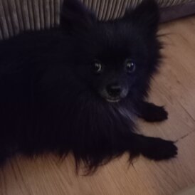 Pomeranian