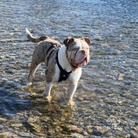 English Bulldog - Both