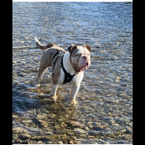 English Bulldog - Both