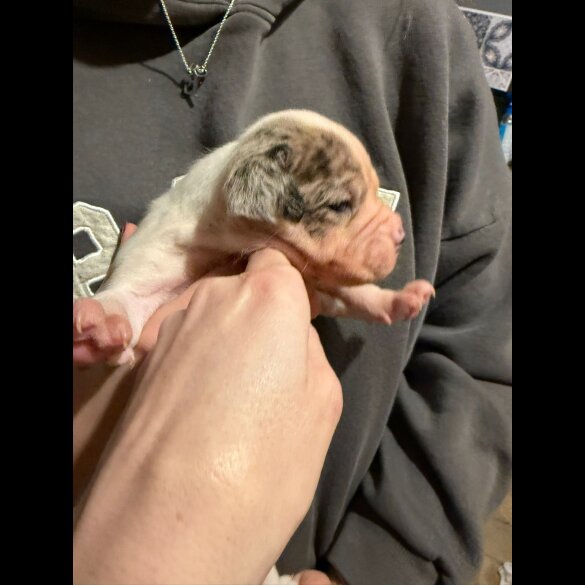 English Bulldog - Both