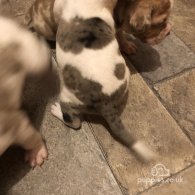 English Bulldog - Both