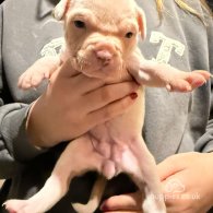 English Bulldog - Both