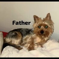 Yorkshire Terrier - Both