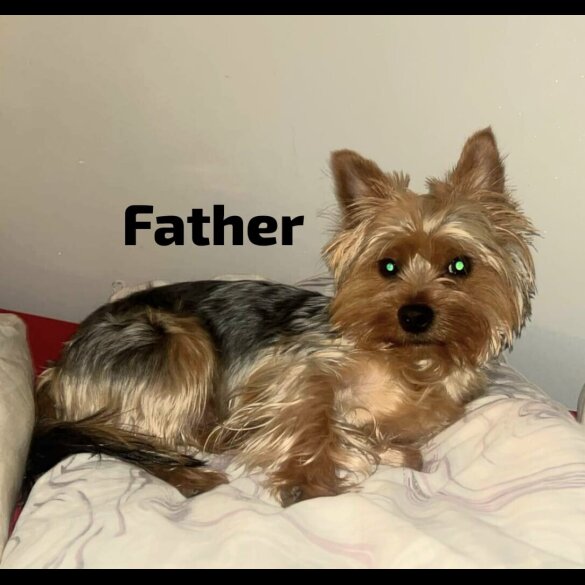 Yorkshire Terrier - Both