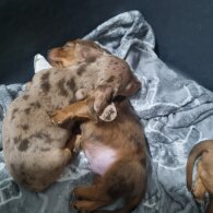 Dachshund (Standard &amp; Miniature) - Both