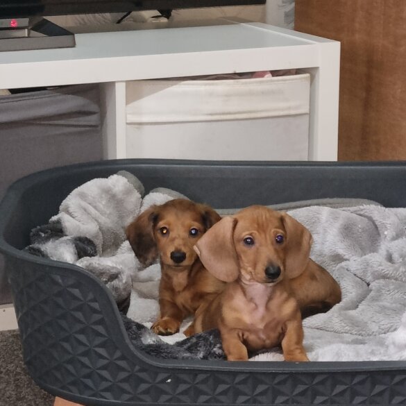 Dachshund (Standard &amp; Miniature) - Both