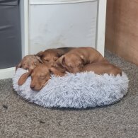 Dachshund (Standard &amp; Miniature) - Both