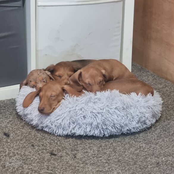 Dachshund (Standard &amp; Miniature) - Both