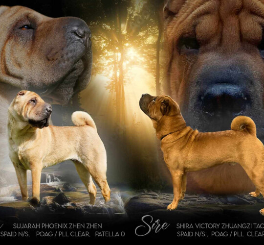 Shar Pei