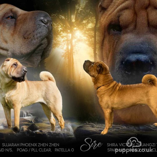 Shar Pei - Dogs