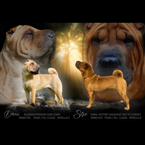 Shar Pei - Dogs