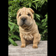 Shar Pei - Dogs