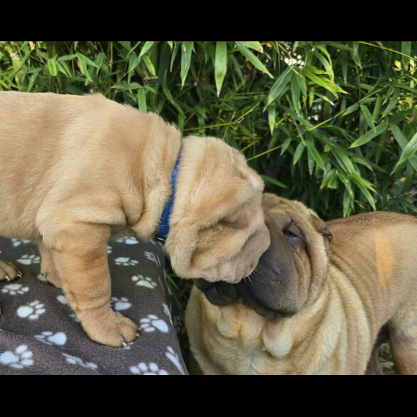 Shar Pei - Dogs