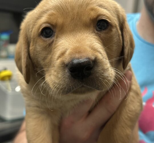 Labrador Retriever