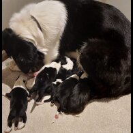 Border Collie - Dogs