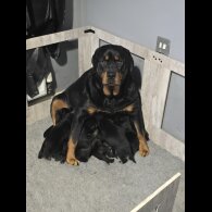 Rottweiler - Both