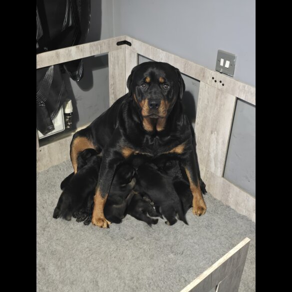 Rottweiler - Both