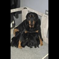 Rottweiler - Both