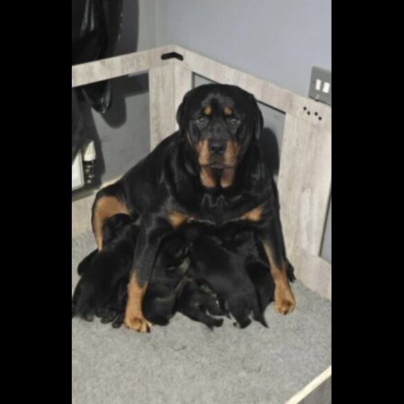 Rottweiler - Both