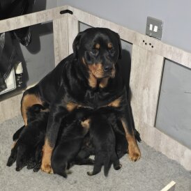 Rottweiler - Both