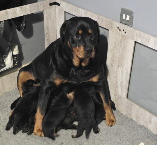 Rottweiler