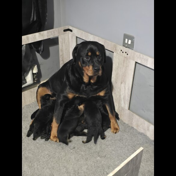 Rottweiler - Both