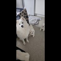 Samoyed - Both