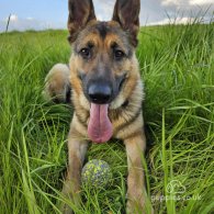 German Shepherd (Alsatian) - Both