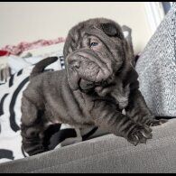 Shar Pei - Both