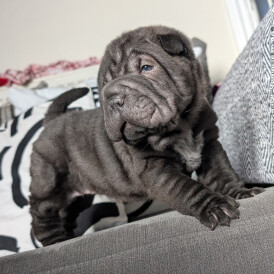 Shar Pei - Both