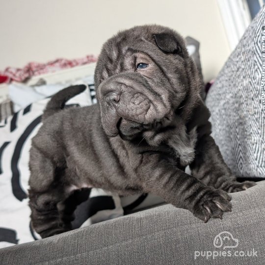 Shar Pei - Both