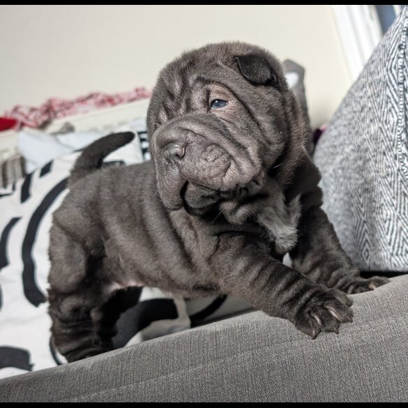 Shar Pei - Both