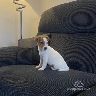 Jack Russell - Both