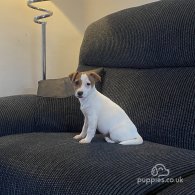 Jack Russell - Both