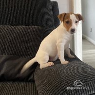 Jack Russell - Both