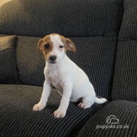 Jack Russell - Both