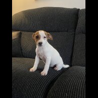 Jack Russell - Both